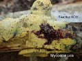 Mycoacia uda-amf-2208-1